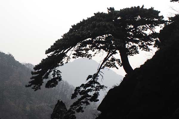 The famous yingkesong tree is pictured on Mount Tai in Shandong province.Provided To China Daily The famous yingkesong tree is pictured on Mount Tai in Shandong province.Provided To China Daily