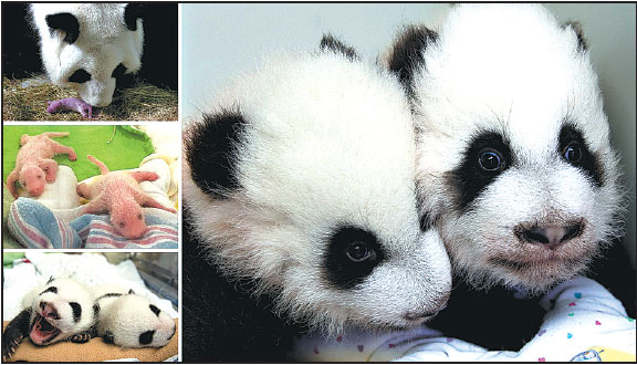Right: Giant panda twins born in the United States are named Ya Lun (left) and Xi Lun at their 100-day celebration on Monday at Zoo Atlanta. Their mother Lun Lun, from top left, checks the twins on Sept 3 after their birth. By Sept 9, they have started to grow hair, and by Oct 10 they have begun to look more like their current selves.Provided By Zoo Atlanta Right: Giant panda twins born in the United States are named Ya Lun (left) and Xi Lun at their 100-day celebration on Monday at Zoo Atlanta. Their mother Lun Lun, from top left, checks the twins on Sept 3 after their birth. By Sept 9, they have started to grow hair, and by Oct 10 they have begun to look more like their current selves.Provided By Zoo Atlanta