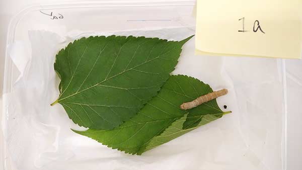 A larva prepared for the experiment by the students from Hong Kong. A larva prepared for the experiment by the students from Hong Kong.