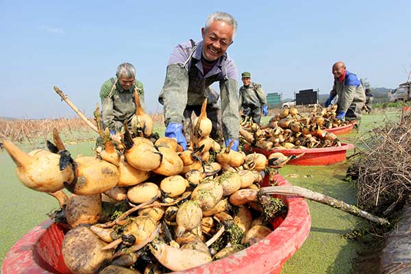 Farmers harvest lotus roots in Wenxi, Jiangxi province, last month. The village has a lotus root farm covering some 33 hectares. The government of Dongxiang county, where the village is located, helped start the farm, a poverty-alleviation project meant to increase local incomes. (Photo/China Daily) Farmers harvest lotus roots in Wenxi, Jiangxi province, last month. The village has a lotus root farm covering some 33 hectares. The government of Dongxiang county, where the village is located, helped start the farm, a poverty-alleviation project meant to increase local incomes. (Photo/China Daily)