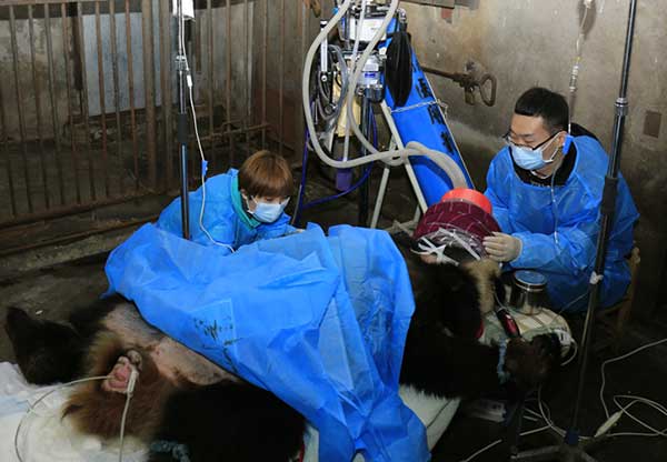 Nan Nan, a female giant panda, undergoes surgery on Dec 3 for an intestinal blockage at the Chengdu Research Base of Giant Panda Breeding, Sichuan province.(Zhang Zhihe for China Daily) Nan Nan, a female giant panda, undergoes surgery on Dec 3 for an intestinal blockage at the Chengdu Research Base of Giant Panda Breeding, Sichuan province.(Zhang Zhihe for China Daily)