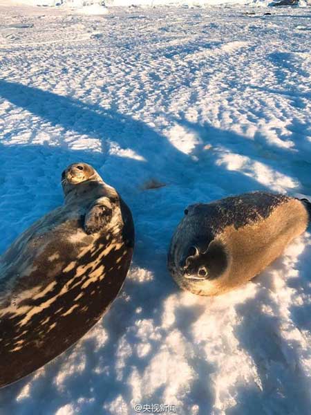 Several seals approached China's Zhongshan Station in Antarctica, even "posing" for photos. (Photo from Sina Weibo account of CCTV news) Several seals approached China's Zhongshan Station in Antarctica, even "posing" for photos. (Photo from Sina Weibo account of CCTV news)