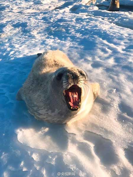 Several seals approached China's Zhongshan Station in Antarctica, even "posing" for photos. (Photo from Sina Weibo account of CCTV news) Several seals approached China's Zhongshan Station in Antarctica, even "posing" for photos. (Photo from Sina Weibo account of CCTV news)