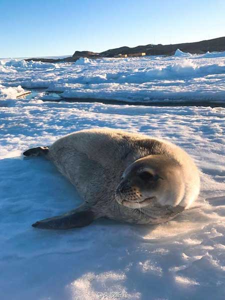 Several seals approached China's Zhongshan Station in Antarctica, even "posing" for photos. (Photo from Sina Weibo account of CCTV news) Several seals approached China's Zhongshan Station in Antarctica, even "posing" for photos. (Photo from Sina Weibo account of CCTV news)