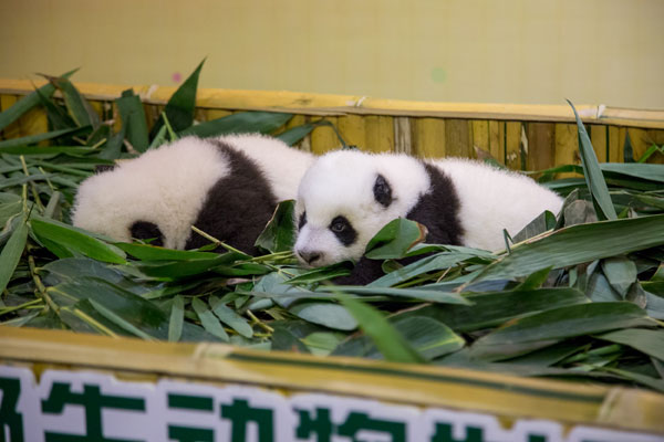 The twin boy panda cubs are in good health. (Photo provided to chinadaily.com.cn) The twin boy panda cubs are in good health. (Photo provided to chinadaily.com.cn)