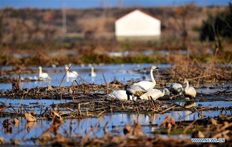 Migratory birds are seen at Poyang Lake, east China's Jiangxi Province, Dec. 28, 2016. According to the monitoring of the Poyang Lake National Nature Reserve, more than 160,000 migratory birds of 14 categories have arrived at the lake area in Jiangxi Province. (Xinhua/Hu Chenhuan) Migratory birds are seen at Poyang Lake, east China's Jiangxi Province, Dec. 28, 2016. According to the monitoring of the Poyang Lake National Nature Reserve, more than 160,000 migratory birds of 14 categories have arrived at the lake area in Jiangxi Province. (Xinhua/Hu Chenhuan)