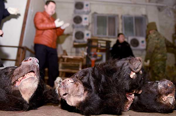 Remains of black bears are seized by police after a suspect was detained for the storage and trading of wild animals in Mianyang, Sichuan province.(Liu Chenping/For China Daily) Remains of black bears are seized by police after a suspect was detained for the storage and trading of wild animals in Mianyang, Sichuan province.(Liu Chenping/For China Daily)