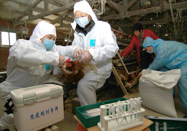 Technicians collect blood from a chicken to help poultry feeders disinfect the farm in Linghai, Liaoning province, Jan 20, 2015. (Photo/China Daily) Technicians collect blood from a chicken to help poultry feeders disinfect the farm in Linghai, Liaoning province, Jan 20, 2015. (Photo/China Daily)