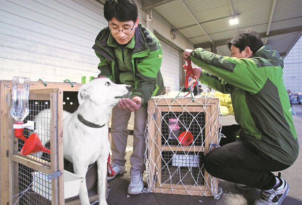 Spike, a 4-year-old canine, is fed at Beijing Capital International Airport on Dec 29 before being flown to the United States. Zhang Wei / China Daily Spike, a 4-year-old canine, is fed at Beijing Capital International Airport on Dec 29 before being flown to the United States. Zhang Wei / China Daily