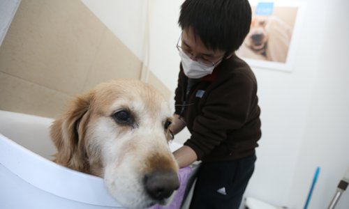 Chinese pet owners go to great lengths to pamper their pets. (Photo: Cui Meng/GT) Chinese pet owners go to great lengths to pamper their pets. (Photo: Cui Meng/GT)