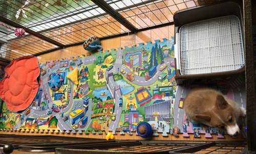 Magic, a Corgi puppy, not only has a big fence and a puzzle pad, but also a personal ayi. (Photo/Courtesy of Leona Chen) Magic, a Corgi puppy, not only has a big fence and a puzzle pad, but also a personal ayi. (Photo/Courtesy of Leona Chen)