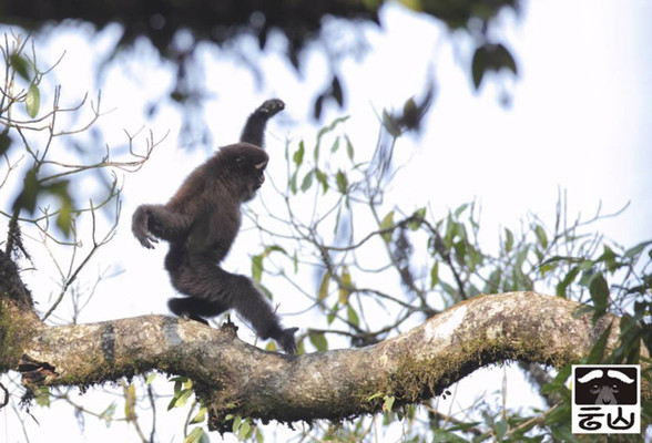 A white-browed gibbon living in the Gaoligong Mountain (Gaoligongshan) National Nature Reserve in Southwest China's Yunnan Province. (Photo by Zhao Chao/Provided to chinadaily.com.cn) A white-browed gibbon living in the Gaoligong Mountain (Gaoligongshan) National Nature Reserve in Southwest China's Yunnan Province. (Photo by Zhao Chao/Provided to chinadaily.com.cn)