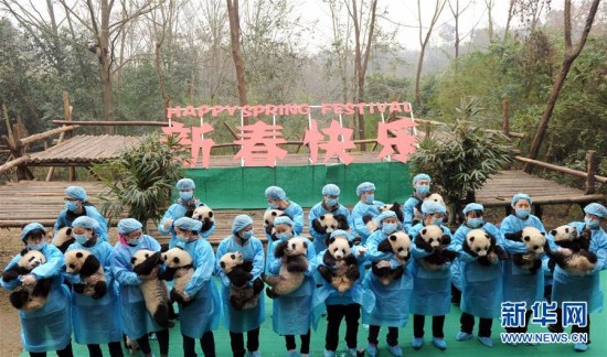 Twenty-three giant panda cubs posed for a Chinese New Year greeting at a breeding base in Chengdu city in southwest China's Sichuan Province on Jan. 20, 2017. (Xinhua/Xue Yubin) Twenty-three giant panda cubs posed for a Chinese New Year greeting at a breeding base in Chengdu city in southwest China's Sichuan Province on Jan. 20, 2017. (Xinhua/Xue Yubin)