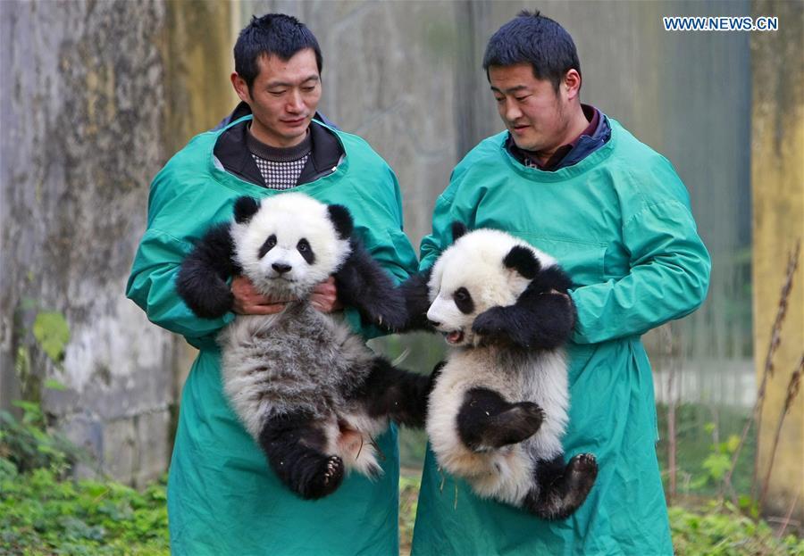 Giant panda twin cubs Dashuang (L) and Xiaoshuang are seen at the Chongqing zoo in Chongqing, southwest China, Jan. 22, 2017. The twin cubs, born in July of 2016, met the public here on Sunday. (Xinhua/Chen Cheng) Giant panda twin cubs Dashuang (L) and Xiaoshuang are seen at the Chongqing zoo in Chongqing, southwest China, Jan. 22, 2017. The twin cubs, born in July of 2016, met the public here on Sunday. (Xinhua/Chen Cheng)