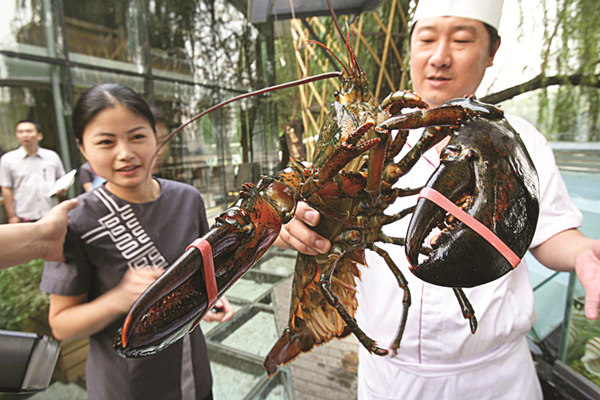 North American lobsters such as this one from Canada are showing up on dinner tables for Chinese NewYear. Provided to China Daily North American lobsters such as this one from Canada are showing up on dinner tables for Chinese NewYear. Provided to China Daily