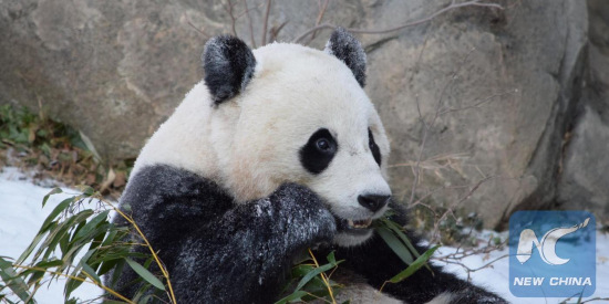 Smithsonian's National Zoo invites the public to join a series of online and on-site celebratory events to bid a fond farewell to giant panda Bao Bao before she begins the next chapter of her life in China. (Courtesy of Smithsonian's National Zoo) Smithsonian's National Zoo invites the public to join a series of online and on-site celebratory events to bid a fond farewell to giant panda Bao Bao before she begins the next chapter of her life in China. (Courtesy of Smithsonian's National Zoo)