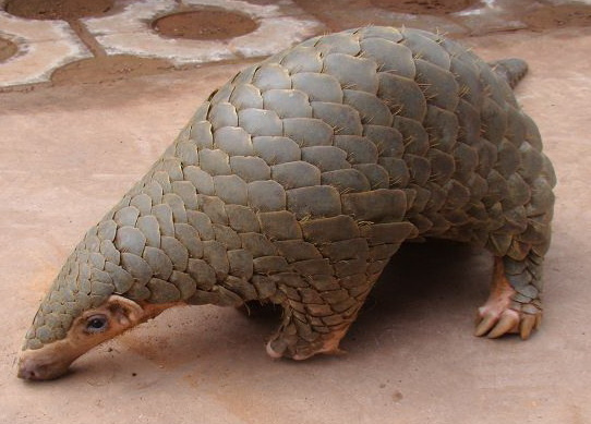 The Chinese pangolin is said to be extinct in the wild. (Photo provided to China Daily) The Chinese pangolin is said to be extinct in the wild. (Photo provided to China Daily)