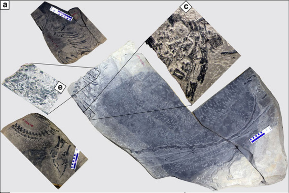 (a) The three separate blocks are arranged following their original positions in the field. (c) Photo showing a close-up of the embryo preserved in the stomach region. (e) Photo showing a close-up of the perleidid fish preserved in the stomach region. (Photos/ nature.com) (a) The three separate blocks are arranged following their original positions in the field. (c) Photo showing a close-up of the embryo preserved in the stomach region. (e) Photo showing a close-up of the perleidid fish preserved in the stomach region. (Photos/ nature.com)