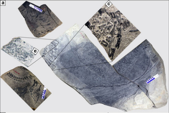 (a) The three separate blocks are arranged following their original positions in the field. (c) Photo showing a close-up of the embryo preserved in the stomach region. (e) Photo showing a close-up of the perleidid fish preserved in the stomach region. (Photos/ nature.com) (a) The three separate blocks are arranged following their original positions in the field. (c) Photo showing a close-up of the embryo preserved in the stomach region. (e) Photo showing a close-up of the perleidid fish preserved in the stomach region. (Photos/ nature.com)
