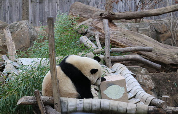 Giant panda Bao Bao at the Smithsonian's National Zoo enjoys her special treat at a dumpling party on Thursday morning. (Photo by Chen Weihua/China Daily) Giant panda Bao Bao at the Smithsonian's National Zoo enjoys her special treat at a dumpling party on Thursday morning. (Photo by Chen Weihua/China Daily)