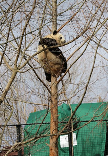 Giant panda Bao Bao at the Smithsonian's National Zoo climbs a tree on Thursday morning at a dumpling party for her departure to China on Feb 21. (Photo by Chen Weihua/China Daily) Giant panda Bao Bao at the Smithsonian's National Zoo climbs a tree on Thursday morning at a dumpling party for her departure to China on Feb 21. (Photo by Chen Weihua/China Daily)