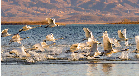 Beijing has strengthened its environmental protection in recent years, with special areas demarcated in Miyun Reservoir to protect resources and water quality of the capital. A herd of swans are flying over the reservoir. (Photo by He Yong from People's Daily) Beijing has strengthened its environmental protection in recent years, with special areas demarcated in Miyun Reservoir to protect resources and water quality of the capital. A herd of swans are flying over the reservoir. (Photo by He Yong from People's Daily)