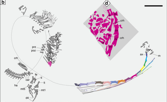 (b) Interpretive drawing. Dotted line indicates the rough course of the vertebral column of the adult. The different colour in the cervical region aims to facilitate the association of cervical ribs with corresponding vertebrae. (d) Interpretive drawing of the embryo. (Photo/nature.com) (b) Interpretive drawing. Dotted line indicates the rough course of the vertebral column of the adult. The different colour in the cervical region aims to facilitate the association of cervical ribs with corresponding vertebrae. (d) Interpretive drawing of the embryo. (Photo/nature.com)
