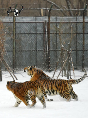 Two Siberian tigers chase an aerial photography drone in Harbin, Heilongjiang province, in February. (Photo/Xinhua) Two Siberian tigers chase an aerial photography drone in Harbin, Heilongjiang province, in February. (Photo/Xinhua)