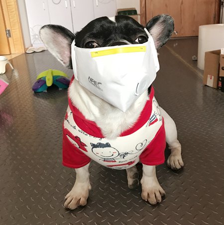 Tuotuo, a French bulldog and online celebrity, wears a smog-proof mask. (Photo/Courtesy of Tuotuo's owner) Tuotuo, a French bulldog and online celebrity, wears a smog-proof mask. (Photo/Courtesy of Tuotuo's owner)