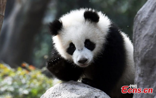 Panda Qiyi plays at Chengdu Research Base of Giant Panda Breeding in Southwest China’s Sichuan province. The panda made an impression on netizens after it grabbed ahold of its breeder’s leg. (Photo: China News Service/An Yuan) Panda Qiyi plays at Chengdu Research Base of Giant Panda Breeding in Southwest China’s Sichuan province. The panda made an impression on netizens after it grabbed ahold of its breeder’s leg. (Photo: China News Service/An Yuan)