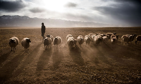 A shepherd takes his flock to graze on a grass-covered slope in the Yushu Tibetan autonomous prefecture in Qinghai province.(Photo/Xinhua) A shepherd takes his flock to graze on a grass-covered slope in the Yushu Tibetan autonomous prefecture in Qinghai province.(Photo/Xinhua)