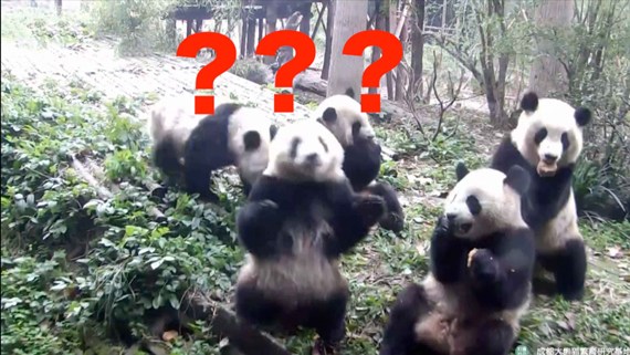 At China’s Chengdu Research Base of Giant Panda Breeding in the southwestern province of Sichuan, feeding time turned out to be more perplexing than it should be, as one of the snacks being thrown to the bears fell within one cub’s blind spot. (Photo/CGTN) At China’s Chengdu Research Base of Giant Panda Breeding in the southwestern province of Sichuan, feeding time turned out to be more perplexing than it should be, as one of the snacks being thrown to the bears fell within one cub’s blind spot. (Photo/CGTN)