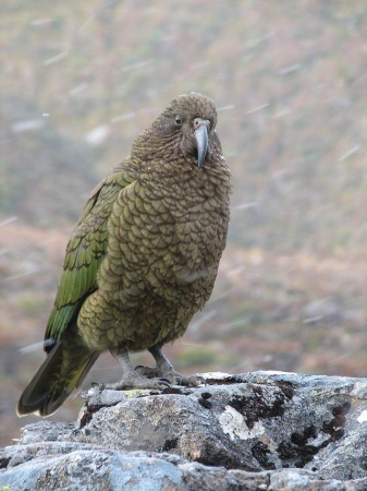 The kea is a large species of parrot of the family Strigopidae found in forested and alpine regions of the South Island of New Zealand. The kea is a large species of parrot of the family Strigopidae found in forested and alpine regions of the South Island of New Zealand.