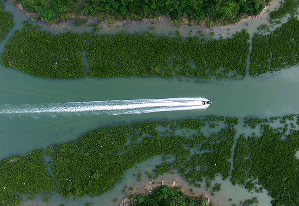 A yacht sails through mangrove swamps in a natural reserve area in Qinzhou, the Guangxi Zhuang autonomous region, in May.Huang Xiaobang / Xinhua