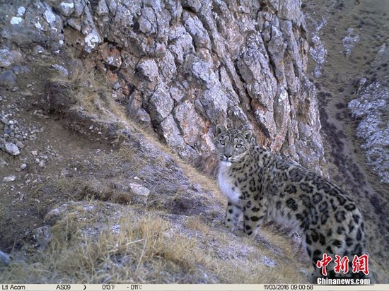 Image of a leopard. (Photo/Chinanews.com) Image of a leopard. (Photo/Chinanews.com)
