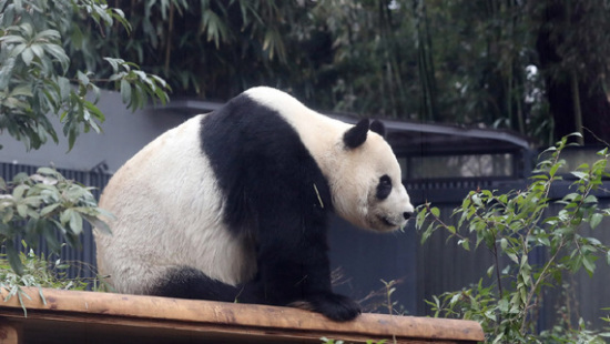 Panda cub Bao Bao makes her debut at the China Conservation and Research Center in Sichuan, March 24, 2017. (Photo/CGTN)