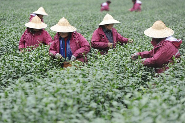 Workers collect tea leaves in areas around West Lake in Hangzhou, Zhejiang province, in late March. (Photo by Wu Yuanfeng/Shi Xiaofeng/China Daily) Workers collect tea leaves in areas around West Lake in Hangzhou, Zhejiang province, in late March. (Photo by Wu Yuanfeng/Shi Xiaofeng/China Daily)