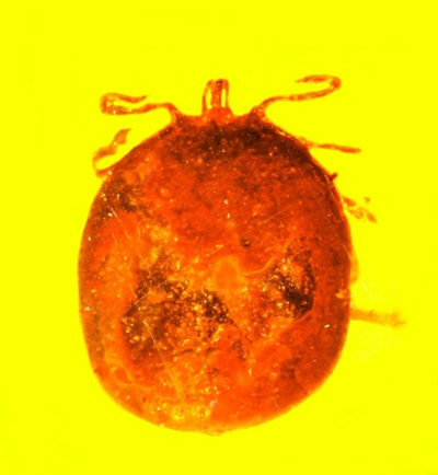 The 20 to 30 million year-old amber was a blood-engorged tick. (Photo: CGTN/ Oregon State University) The 20 to 30 million year-old amber was a blood-engorged tick. (Photo: CGTN/ Oregon State University)
