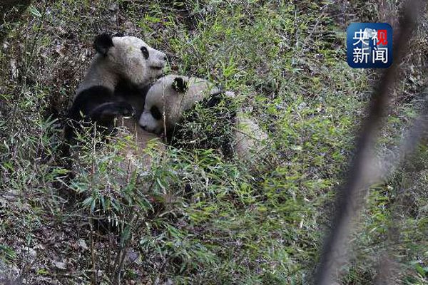 A giant panda feeds her cub in Qinling Mountains, Shaanxi province. (Photo/CCTV) A giant panda feeds her cub in Qinling Mountains, Shaanxi province. (Photo/CCTV)