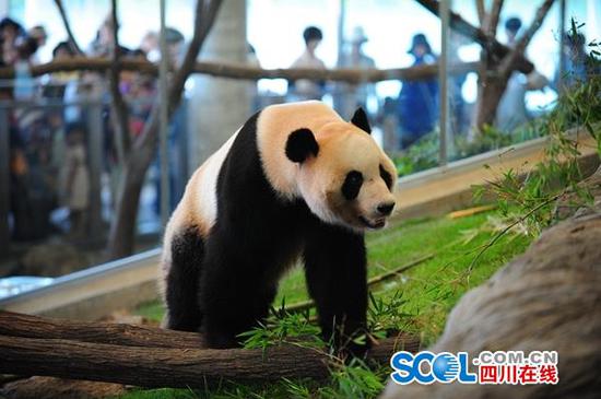 File photo of Hai Bang, born on August 11, 2010. File photo of Hai Bang, born on August 11, 2010.