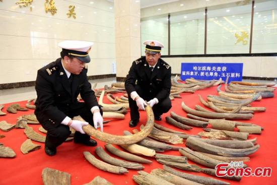 Items seized by Harbin Customs are put on display in Harbin City, Northeast China’s Heilongjiang Province, April 11, 2017. Harbin Customs seized 1.07 tons of mammoth tusks, 72.75 kilograms of woolly rhinoceros horns and 1.1 tons of nephrite. It is the largest amount of mammoth tusks and woolly rhinoceros horns seized by China’s customs in recent years. (Photo: China News Service/Qian Zhuang) Items seized by Harbin Customs are put on display in Harbin City, Northeast China’s Heilongjiang Province, April 11, 2017. Harbin Customs seized 1.07 tons of mammoth tusks, 72.75 kilograms of woolly rhinoceros horns and 1.1 tons of nephrite. It is the largest amount of mammoth tusks and woolly rhinoceros horns seized by China’s customs in recent years. (Photo: China News Service/Qian Zhuang)