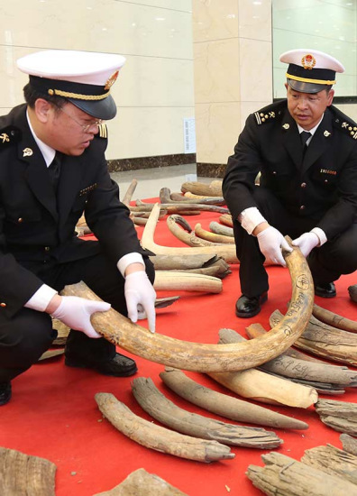 Customs officers examine the ivory tusks of prehistoric mammoths that were seized in Luobei, Heilongjiang province.Qian Zhuang / For China Daily Customs officers examine the ivory tusks of prehistoric mammoths that were seized in Luobei, Heilongjiang province.Qian Zhuang / For China Daily