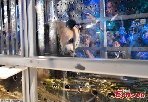 One of the two giant pandas from China is introduced to the public at Schiphol Airport in Amsterdam, the Netherlands, April 12, 2017. (Photo/Agencies) One of the two giant pandas from China is introduced to the public at Schiphol Airport in Amsterdam, the Netherlands, April 12, 2017. (Photo/Agencies)