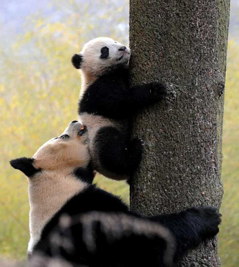 A female panda teaches her cub to climb a tree at a research center in Sichuan.Provided To China Daily A female panda teaches her cub to climb a tree at a research center in Sichuan.Provided To China Daily