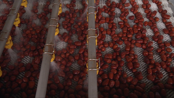 Red dates are washed and disinfected. (Photo/CGTN) Red dates are washed and disinfected. (Photo/CGTN)