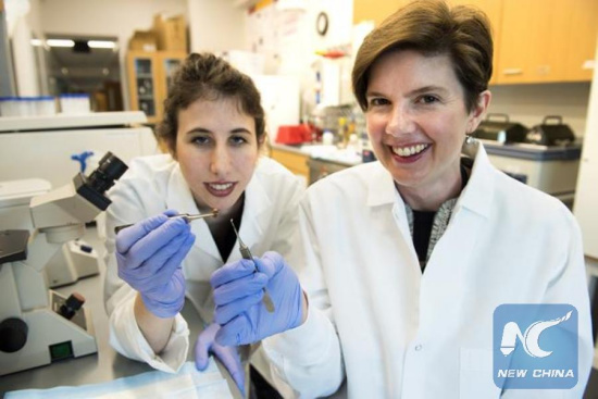 A team of biomedical engineering researchers has created a revolutionary 3D-bioprinted patch that can help heal scarred heart tissue after a heart attack. Two of the researchers involved are biomedical engineering Associate Professor Brenda Ogle (right) and Ph.D. student Molly Kupfer (left). (Xinhua/Credit: Patrick O'Leary, University of Minnesota) A team of biomedical engineering researchers has created a revolutionary 3D-bioprinted patch that can help heal scarred heart tissue after a heart attack. Two of the researchers involved are biomedical engineering Associate Professor Brenda Ogle (right) and Ph.D. student Molly Kupfer (left). (Xinhua/Credit: Patrick O'Leary, University of Minnesota)