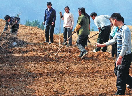 Workers in Tongren, Guizhou, plant herbs for use by traditional practitioners. (Photo/China Daily) Workers in Tongren, Guizhou, plant herbs for use by traditional practitioners. (Photo/China Daily)