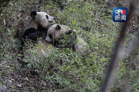 A giant panda feeds her cub in Qinling Mountains, Shaanxi province. (Photo/CCTV) A giant panda feeds her cub in Qinling Mountains, Shaanxi province. (Photo/CCTV)