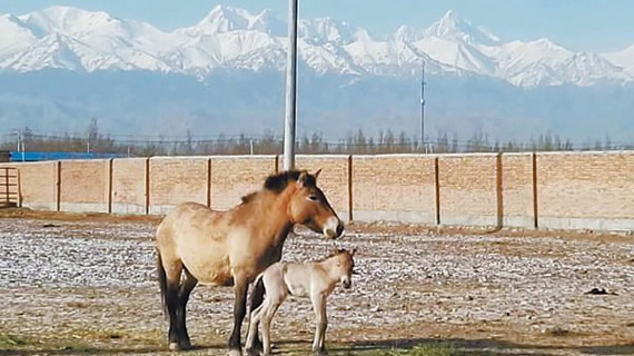 A mare Przewalski's horse and its foal. (Photo/CGTN) A mare Przewalski's horse and its foal. (Photo/CGTN)