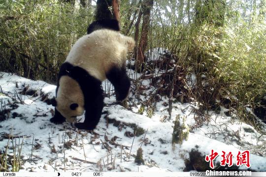 Image captured by infrared cameras. (Photo: China News Service/Zhong Xin) Image captured by infrared cameras. (Photo: China News Service/Zhong Xin)